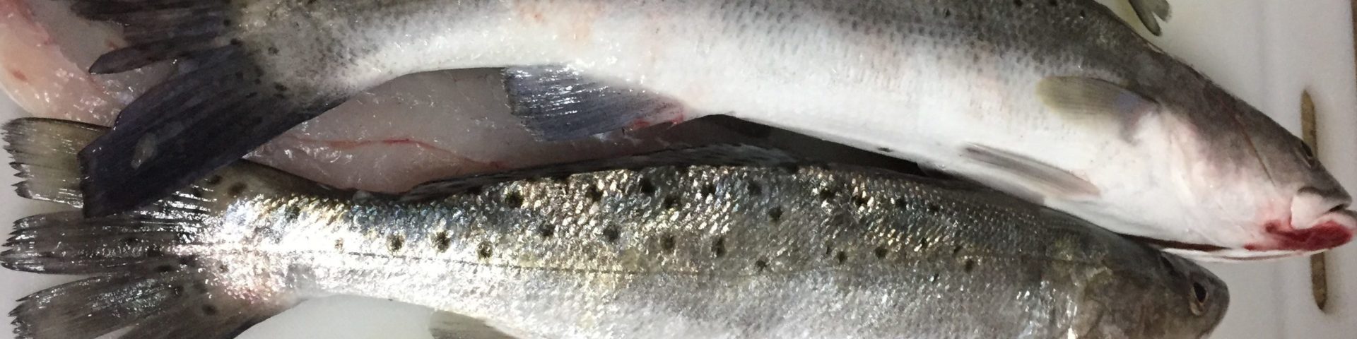 Speckled Trout