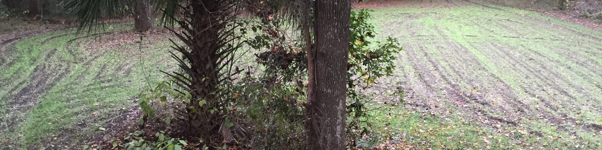 Tree Stand Hunting